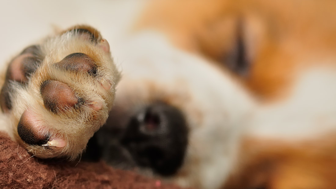 A dog's paw is the focus of the photo as the dog is laying down.